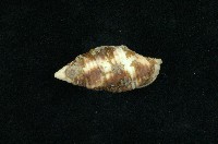 藏品(粗斑筆螺)的圖片